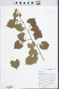 Vitis rotundifolia image