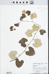 Vitis shuttleworthii image