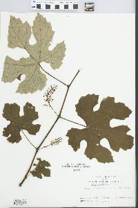 Vitis labruscana image