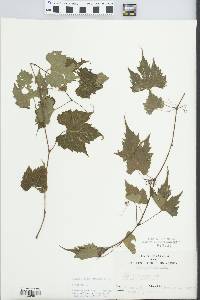 Vitis palmata image