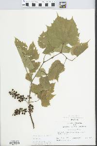 Vitis riparia image