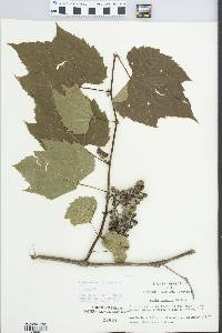 Vitis riparia image