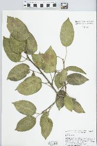 Ficus aurea image