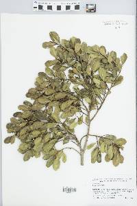 Ficus perforata image