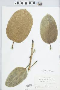 Ficus aurea image