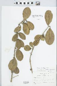 Ficus citrifolia image