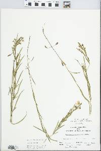 Lysimachia quadriflora image