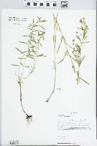 Lysimachia quadriflora image