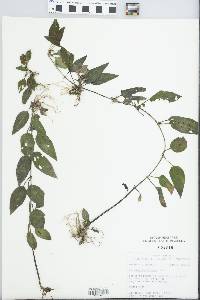 Lysimachia radicans image