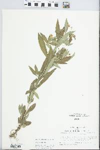 Lysimachia lanceolata image