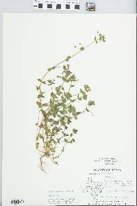 Lysimachia arvensis image