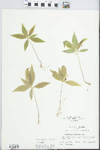 Trientalis borealis image