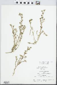 Polypremum procumbens image