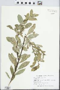 Salix gracilistyla image