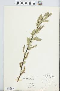 Salix commutata var. puberula image
