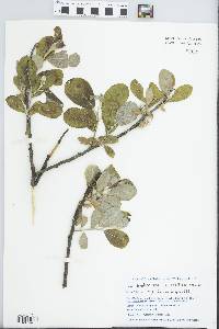 Salix hookeriana image