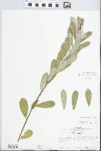 Salix humilis var. humilis image