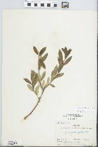 Salix myricoides image