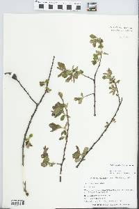 Salix scouleriana image