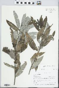 Salix sericea image