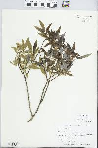 Salix sericea image