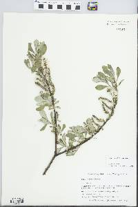 Salix sitchensis image