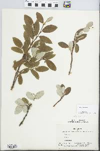 Salix vestita image