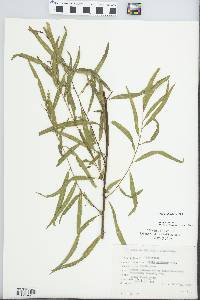 Salix humboldtiana image