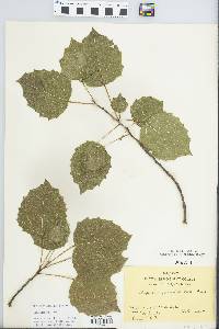 Populus grandidentata image