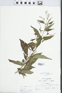 Verbena hastata image