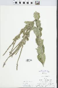 Verbena stricta image