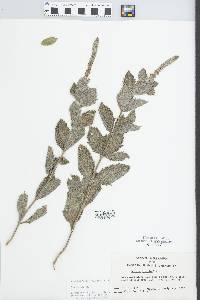 Verbena stricta image