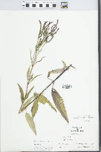 Verbena hastata image