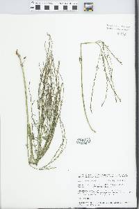 Verbena officinalis image