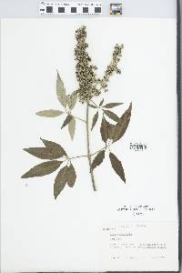 Vitex agnus-castus image