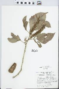 Image of Roupala cataractarum