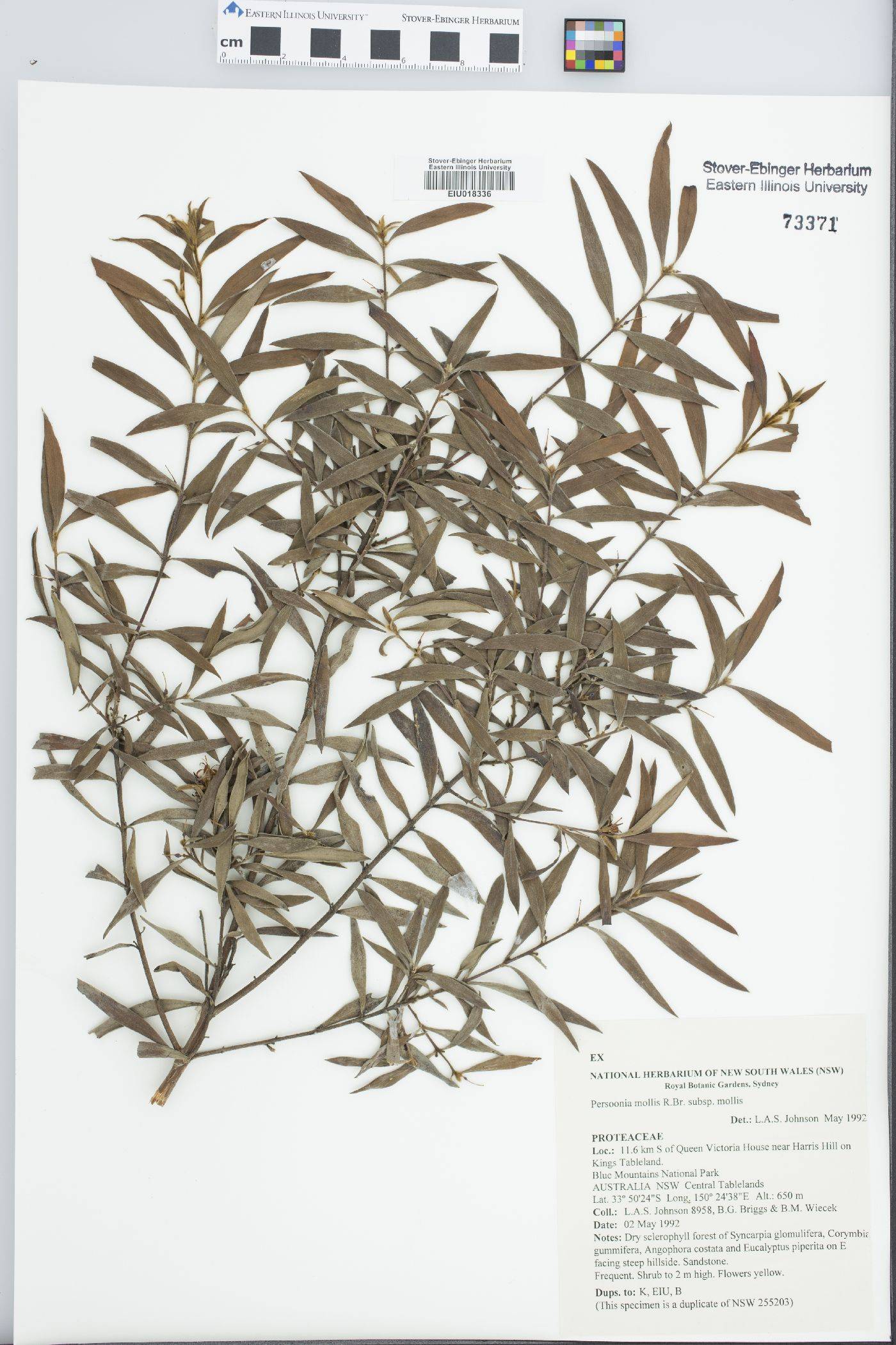 Persoonia mollis subsp. mollis image