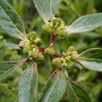 Euphorbia cuphosperma image