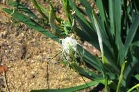 Hymenocallis sonorensis image