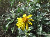 Encelia farinosa image