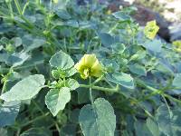 Physalis crassifolia image