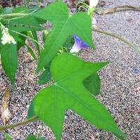 Ipomoea hederacea image