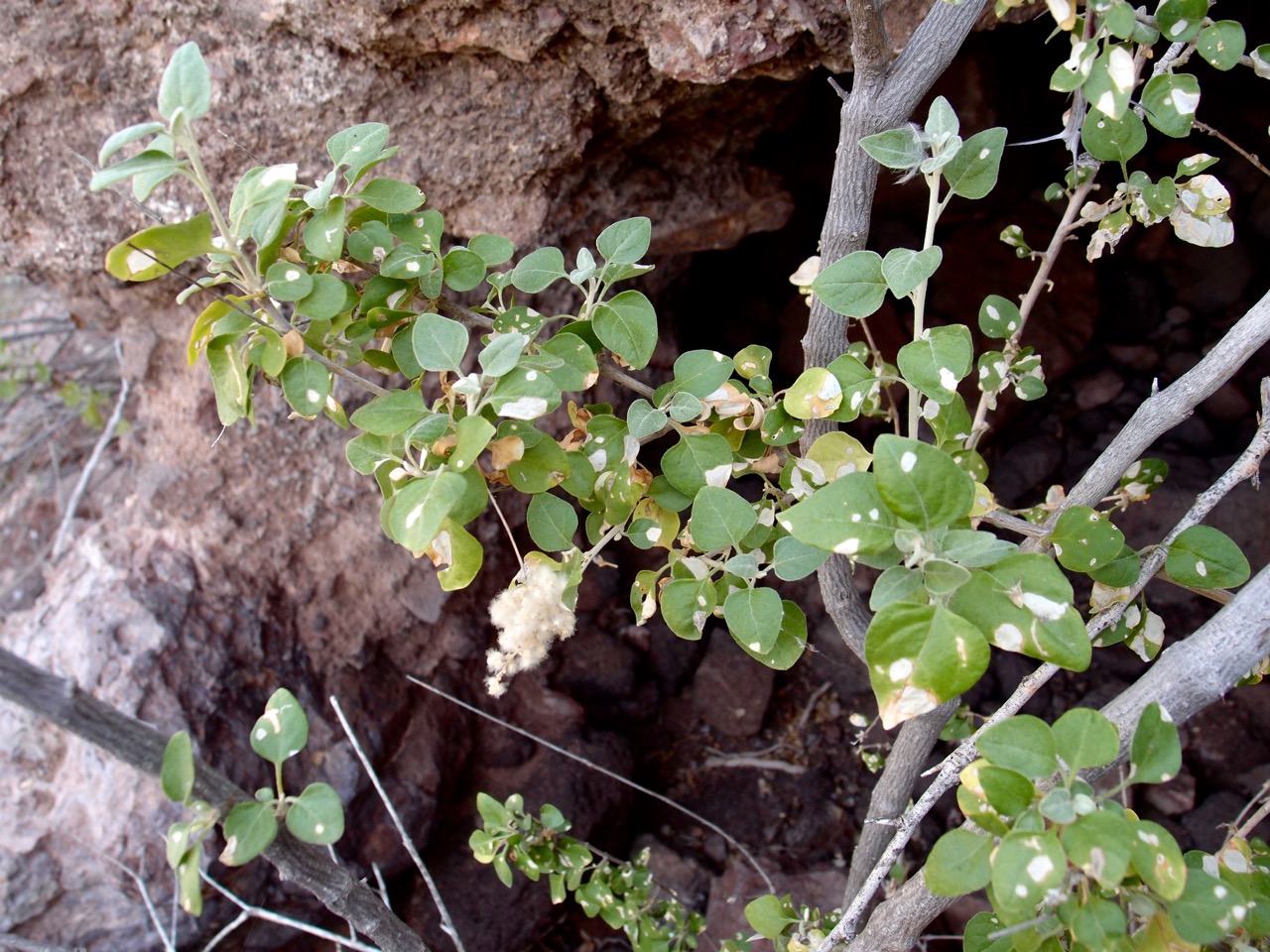 Iresine alternifolia image