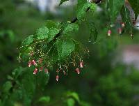 Jatropha cordata image