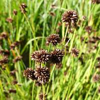 Juncus ensifolius var. montanus image