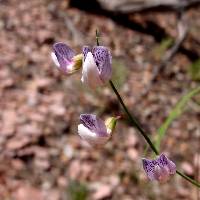 Lathyrus graminifolius image