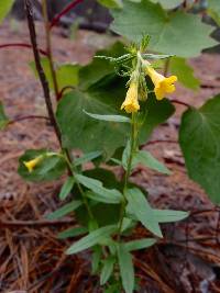 Lithospermum multiflorum image