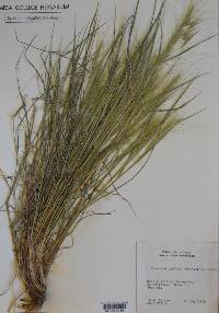 Elymus elymoides subsp. elymoides image