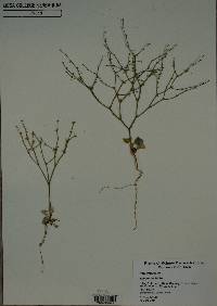 Eriogonum palmerianum image