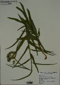 Asclepias asperula image